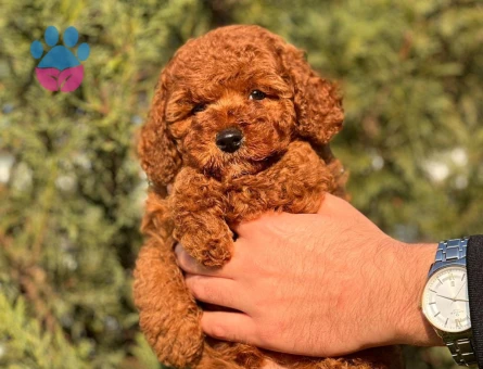 Kore Poodle bebeklerimiz - 8433