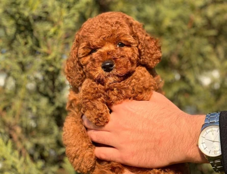 Kore Poodle bebeklerimiz - 8433
