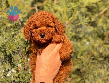 Kore Poodle bebeklerimiz - 8433 - Görsel 4