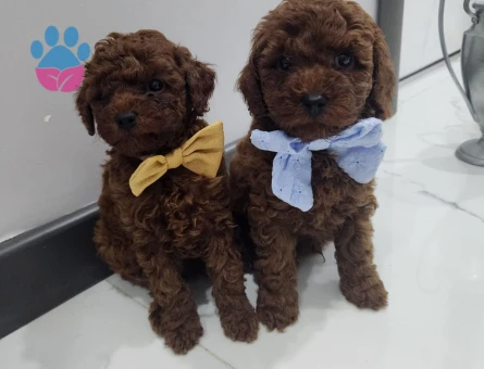 Poodle bebekler - 8434 - Görsel 4