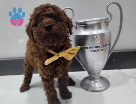 Poodle bebekler - 8434