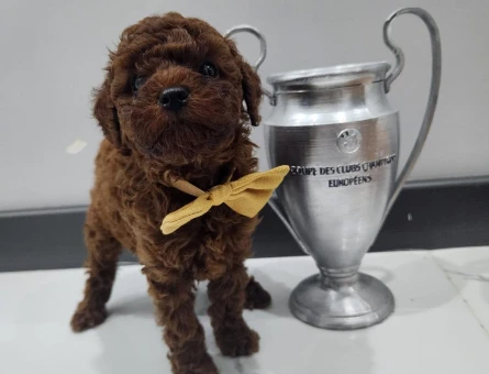 Poodle bebekler - 8434