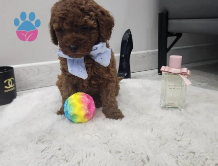 Poodle bebekler - 8434 - Görsel 3