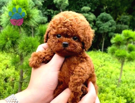 Birbirinden güzel Kore Poodle - 8435 - Görsel 3