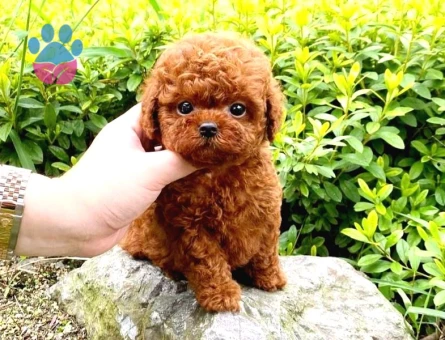 Birbirinden güzel Kore Poodle - 8435