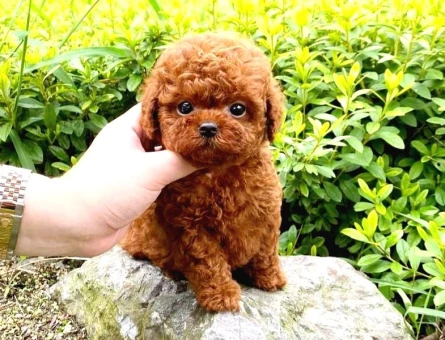 Birbirinden güzel Kore Poodle - 8435