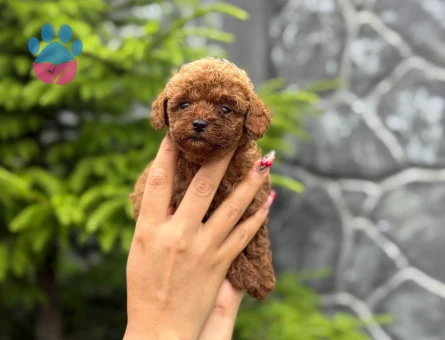 Pıtırcık Bebek Poodle kore - 8437 - Görsel 3