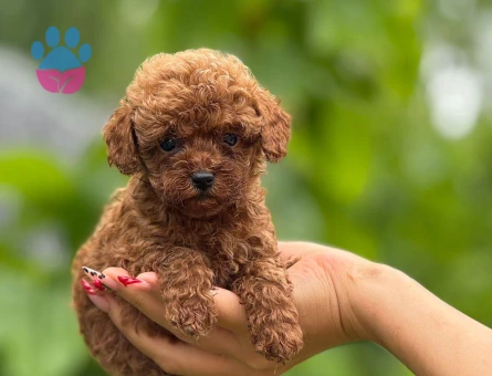 Pıtırcık Bebek Poodle kore - 8437
