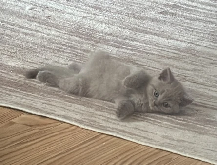 * British Shorthair Lilac Yavrularımız Yeni Ailelerini Arıyor - 8438