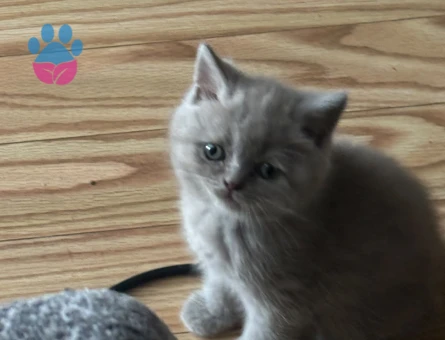 * British Shorthair Lilac Yavrularımız Yeni Ailelerini Arıyor - 8438 - Görsel 3