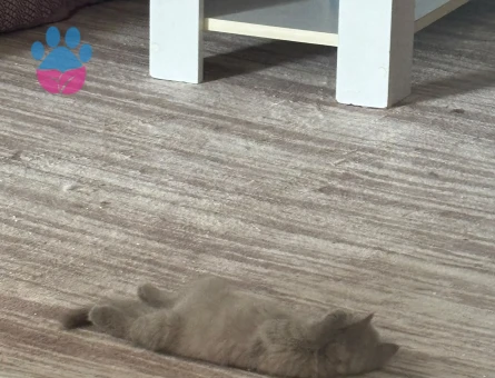 * British Shorthair Lilac Yavrularımız Yeni Ailelerini Arıyor - 8438 - Görsel 4