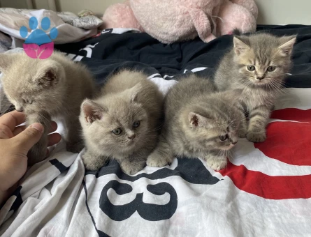 * British Shorthair Lilac Yavrularımız Yeni Ailelerini Arıyor - 8438 - Görsel 5