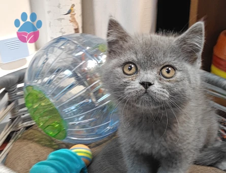British Shorthair 2 Aylık Erkek - 7169 - Görsel 4