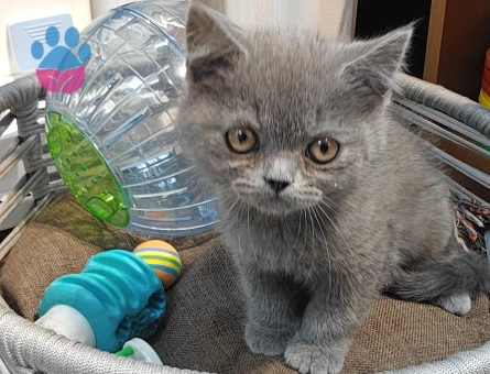 British Shorthair 2 Aylık Erkek - 7169 - Görsel 5