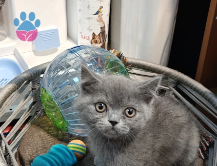 British Shorthair 2 Aylık Erkek - 7169 - Görsel 6