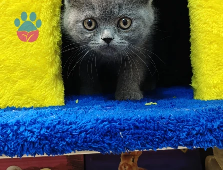 British Shorthair 2 Aylık Erkek - 7169 - Görsel 7