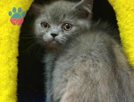 British Shorthair 2 Aylık Erkek - 7169 - Görsel 8