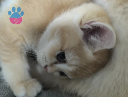 N12 british golden orjinal