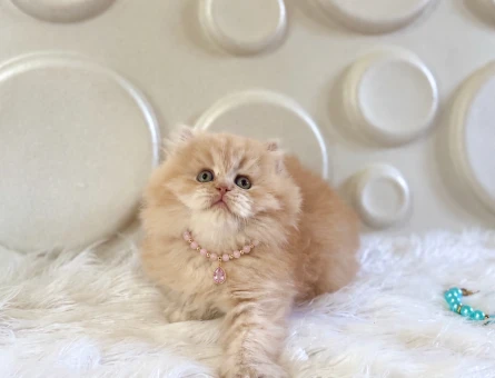 2 Aylık British Longhair Dişi Yavrumuz - 10524