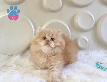 2 Aylık British Longhair Dişi Yavrumuz - 10524 - Görsel 3