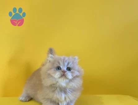 British Longhair Ay12 Dişi Bebek 2 Aylık - 10525