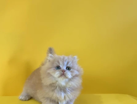 British Longhair Ay12 Dişi Bebek 2 Aylık - 10525