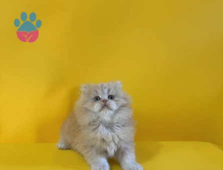 British Longhair Ay12 Dişi Bebek 2 Aylık - 10525 - Görsel 3