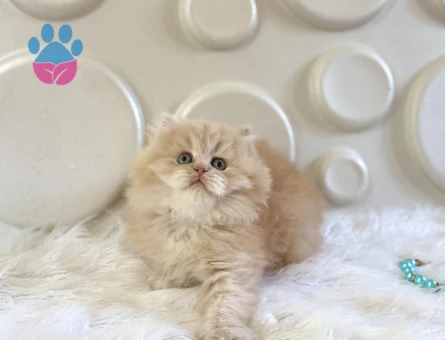 Ay British Longhair Bebeğimiz 2 aylık - 10526