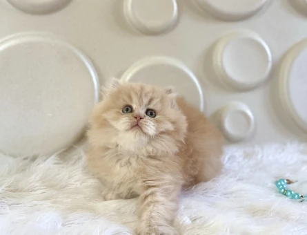 Ay British Longhair Bebeğimiz 2 aylık - 10526
