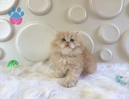 Ay British Longhair Bebeğimiz 2 aylık - 10526 - Görsel 3
