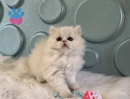 2 Aylık British Longhair Bembeyaz Erkek Yavrumuz - 10527 - Görsel 2