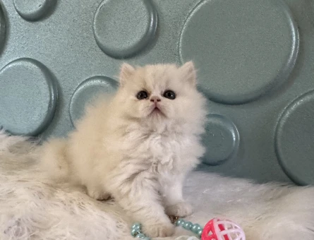 2 Aylık British Longhair Bembeyaz Erkek Yavrumuz - 10527
