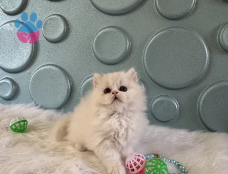 2 Aylık British Longhair Bembeyaz Erkek Yavrumuz - 10527 - Görsel 3