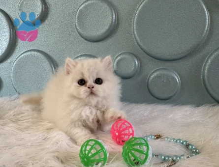 Bembeyaz British Longhair Erkek - 10528 - Görsel 3