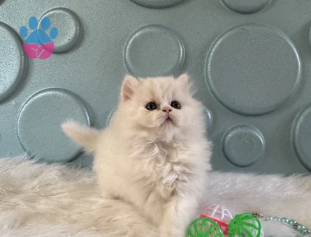 Bembeyaz British Longhair Erkek - 10528 - Görsel 2