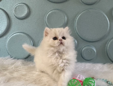 Bembeyaz British Longhair Erkek - 10528