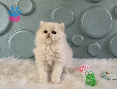 British Longhair Oyuncu Safkan Erkek Kedimiz - 10529 - Görsel 3