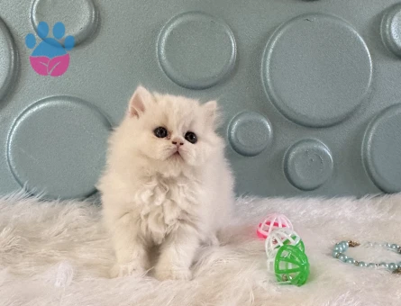 British Longhair Oyuncu Safkan Erkek Kedimiz - 10529 - Görsel 2