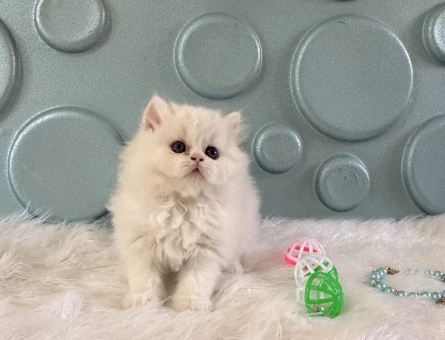 British Longhair Oyuncu Safkan Erkek Kedimiz - 10529