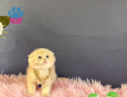 Mükemmel Sevimli Scottish fold erkek - 10531 - Görsel 2
