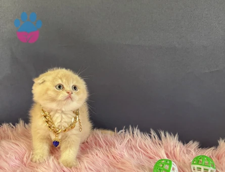 Mükemmel Sevimli Scottish fold erkek - 10531 - Görsel 3