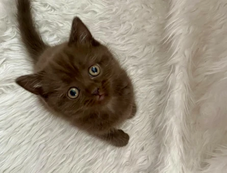 Kahverengi British Shorthair 2 Aylık Bebeğimiz - 10532