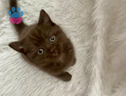 Kahverengi British Shorthair 2 Aylık Bebeğimiz - 10532 - Görsel 3