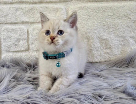 Bluepoint Erkek British Shorthair 2 Aylık - 10533