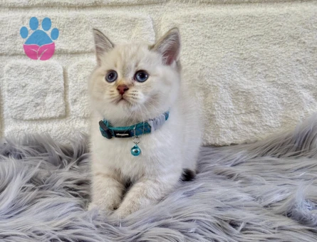 Bluepoint Erkek British Shorthair 2 Aylık - 10533 - Görsel 3