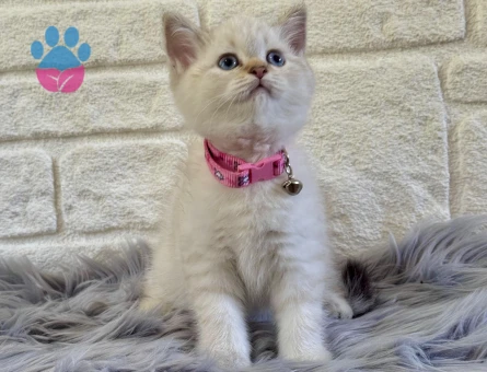 British Shorthair Lynx Point Dişi Yavrumuz - 10534 - Görsel 2
