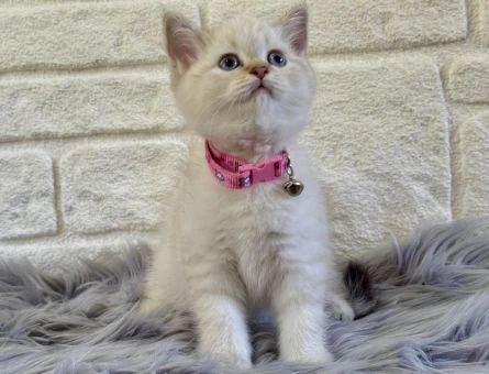 British Shorthair Lynx Point Dişi Yavrumuz - 10534