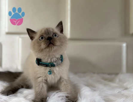 2 Aylık Cins British Shorthair Bluepoint - 10535 - Görsel 3