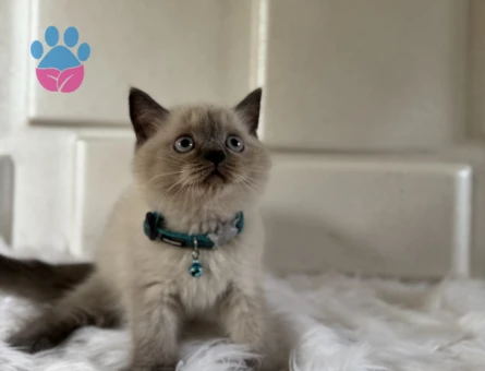 2 Aylık Cins British Shorthair Bluepoint - 10535 - Görsel 2