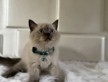 2 Aylık Cins British Shorthair Bluepoint - 10535